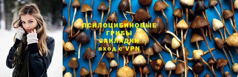 Галлюциногенные грибы Psilocybe  Александров 